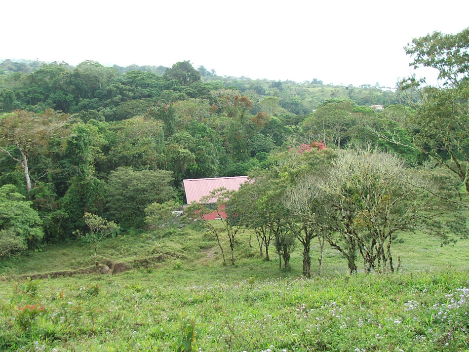 Volcan Pacifica, left hillside, February 2008