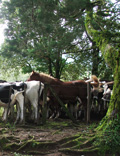 A horse and cattle in woodland in Paso Ancho.