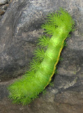Picture Of The Day: A fluorescent green caterpillar crossing a Volcan footpath.