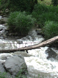 Picture Of The Day: A rope bridge in Paso Ancho, Volcan.