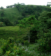 Volcan Pacifica: Gallery, Chiriqui, Panama.